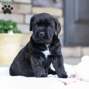 Shadow, Cane Corso Puppy